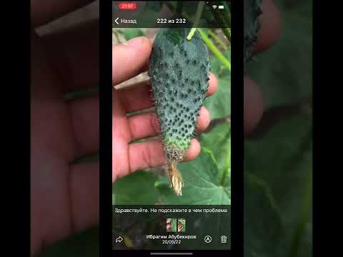 Видео: Почему вершкуется огурец -  ответы на вопросы