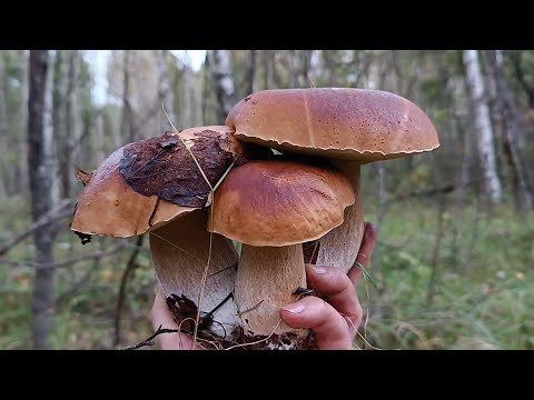 Видео: Лучший сбор грибов бывает и в понедельник!