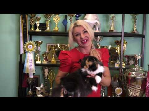 Видео: В гостях у неоднократного победителя  Гран При Royal Canin - Rumfold