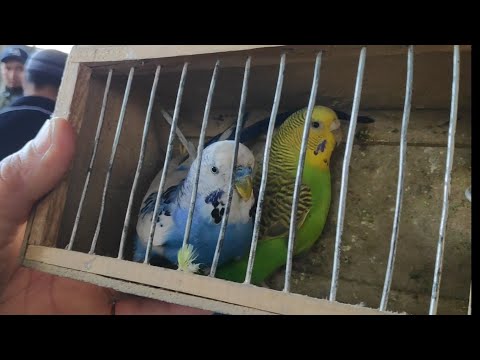 Видео: Көгүчкөн, Кептер, Попугай, Балык БААЛАРЫ