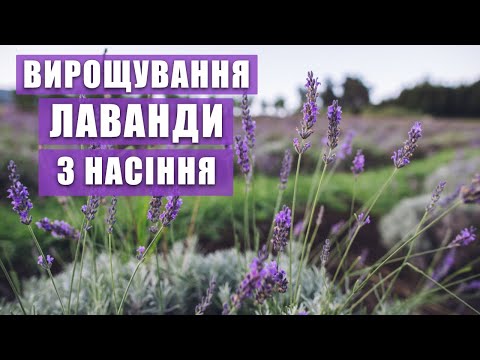 Видео: ЛАВАНДА. Вирощування з насіння. Плюси й мінуси вирощування лаванди з насіння