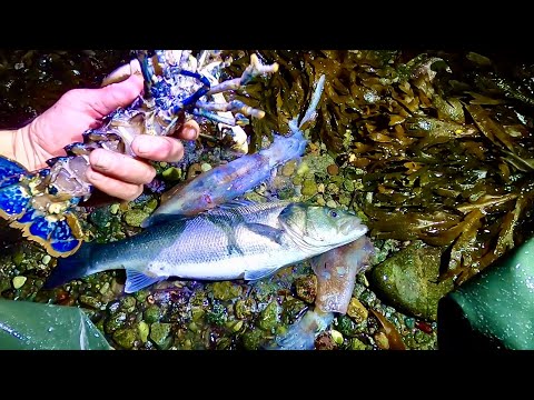 Видео: Удивительная ночная добыча – большой окунь, большой кальмар, камбала и лобстер! Поймай и приготовь!