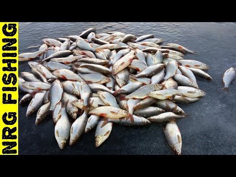 Видео: ВОТ ЭТО УЛОВ!!! Ловля плотвы на водохранилище 2017