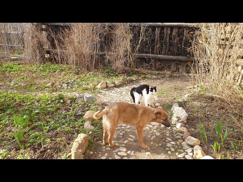 Видео: Знакомство с Весною.
