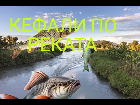 Видео: ЛОВЯ КЕФАЛИ НА РЕКАТА НА ВСЯКАКЪВ ВОБЛЕР!