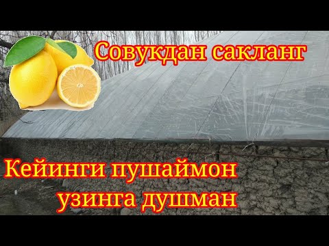 Видео: Лимон нихолларини совукдан сакланг. Теплицангизни биркатор куздан кечиринг. кучли совук Узб 24.02.21