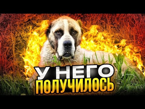 Видео: Пёс у которого  получилось 😱😬 Видео без цензур🔞+