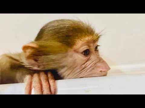 Видео: Эта малышка такая милая, что хочется. на нее смотреть и смотреть!  Самая тихая среди гамадрилят!