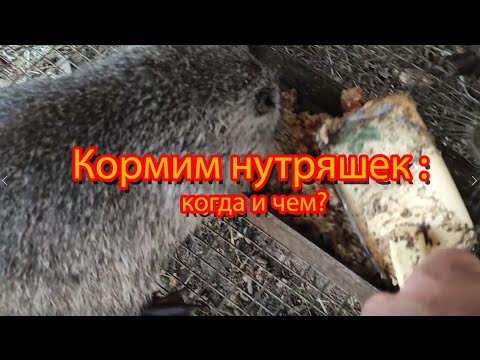 Видео: КОРМЛЕНИЕ НУТРИЙ УТРОМ И ВЕЧЕРОМ. Как, чем и во сколько?