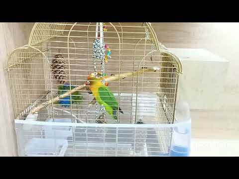 Видео: Многоцветная вышивка по схеме Артели Белый Кролик, мои продвижения