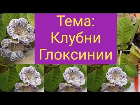 Видео: Как убирать и хранить клубни глоксиний в период покоя/любимые методы размножения глоксиний/