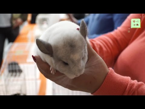 Видео: Шиншилла, часть 2. Выставка Зоопалитра, апрель 2017.