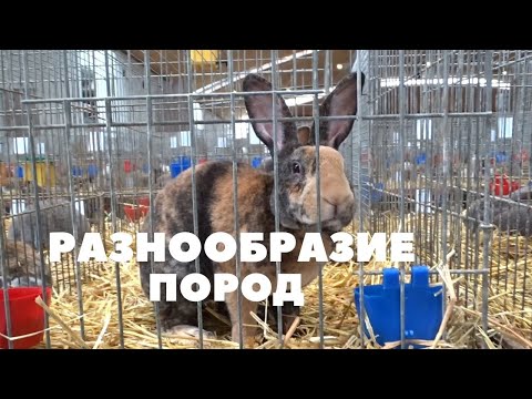 Видео: Смотрим выставку кроликов в Чехии / Ч2
