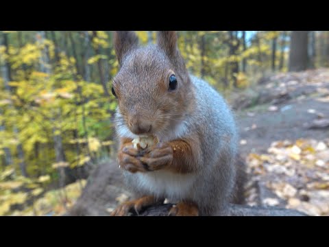 Видео: Модель и другие белки. Зарисовка / Model and other squirrels. The sketch