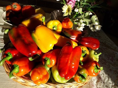Видео: Посадка перцев на рассаду.Мой опыт.Сорта перца.