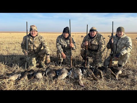 Видео: Охота на гуся на курно Астана  29.10.2025 год