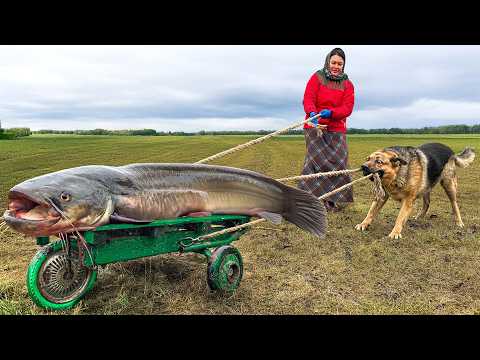 Видео: Этого Гигантского Сома Пришлось Катить на Колесах! Рыба во Фритюре