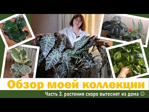 Видео: Обзор цветов и растений: Часть 3