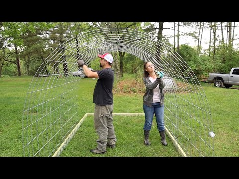 Видео: КУРТОК-КОЛЬЦО для наших НОВЫХ ЦЫПЛЯТ!