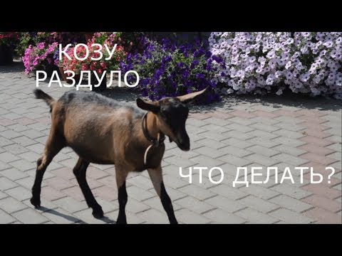 Видео: Козу раздуло, что делать?
