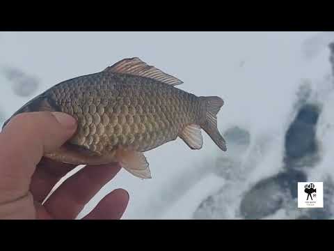 Видео: Открытие сезона подлёдной рыбалки в Горном районе 21.10.25 г.