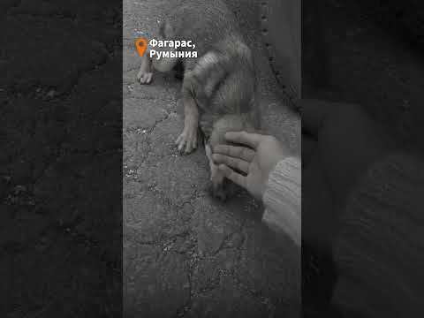 Видео: Собака плачет, когда чувствует ласку #animalshorts