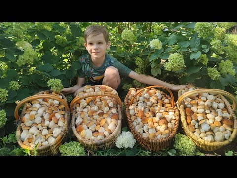 Видео: БЕШЕНЫЙ СЛОЙ БЕЛЫХ ГРИБОВ!!! 27 ИЮЛЯ 2025.