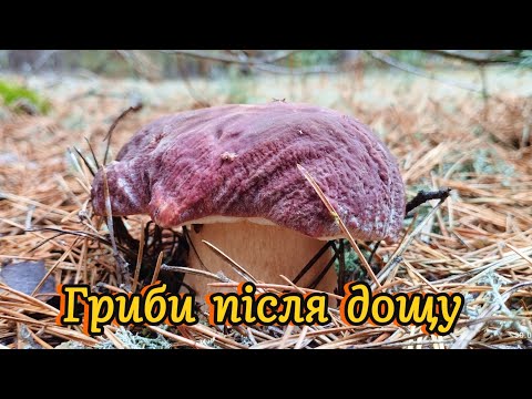 Видео: 30.09.2024. Білі гриби та боровики після дощу на Волині. Boletus mushroom fungi porcini grzyby грибы