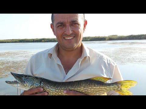 Видео: Durna balığı ovu.İmişli rayonu.(02.10.2022)Ловля щуки.