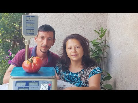 Видео: Колко тежи гигантският домат? Готвим зимнина с нова машина и укрепваме ограда на село!