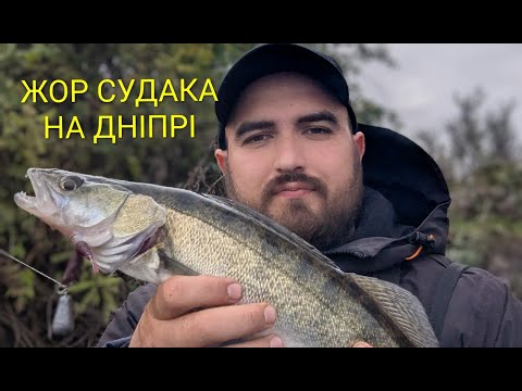 Видео: ЖОР СУДАКА НА ДНІПРІ!