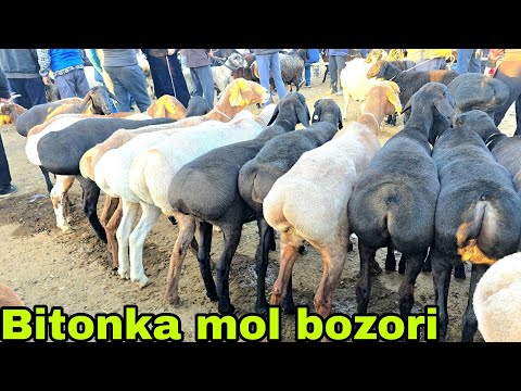 Видео: Buxoro bitonka mol bozori qo'y va echkilar narxlari  26 октября 2025 г.