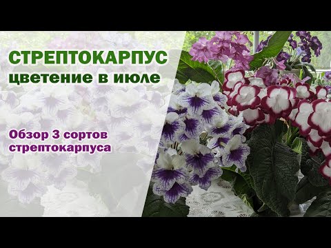 Видео: ЦВЕТЕНИЕ стрептокарпусов В ИЮЛЕ. Обзор трех сортов стрептокарпусов