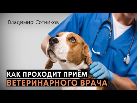 Видео: Как проходит приём ветеринарного врача