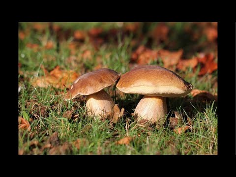 Видео: Збираємо грибочки та приємні розмови з глядачами