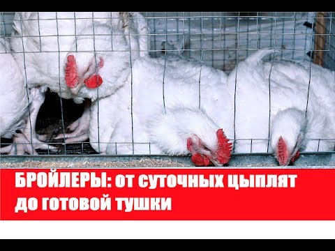 Видео: БРОЙЛЕРЫ: от суточных цыплят до готовой тушки