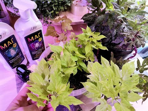 Видео: Чуть не потеряла маточные растения ипомеи батат из - за трипса. Как боролась с вредителем.  Мой опыт