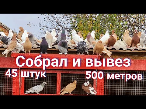 Видео: Коробка голуби кто не прилетит