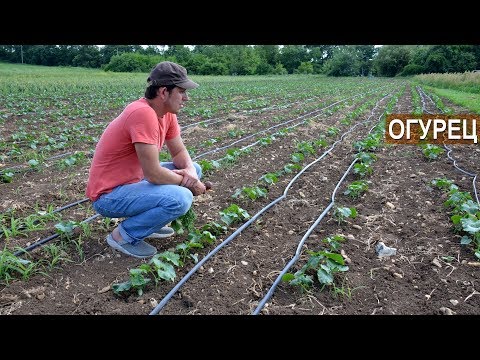 Видео: Огурец в открытом грунте на капельном поливе. Органическое земледелие Ивана Новичихина.