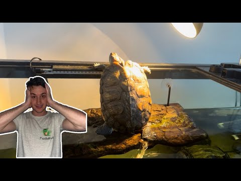 Видео: 13 СМЕРТЕЛЬНЫХ ошибок ухода за черепахами