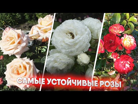 Видео: Самые устойчивые розы