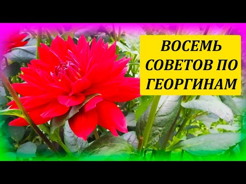 Видео: Восемь советов как выращивать ГЕОРГИНЫ в период цветения. Выращивание георгин из черенков. Далия.