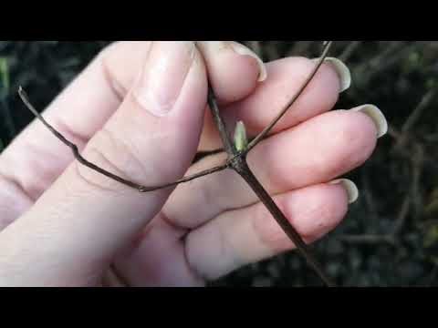 Видео: Размножение клематиса черенками весной. #хештег#моишестьсоток
