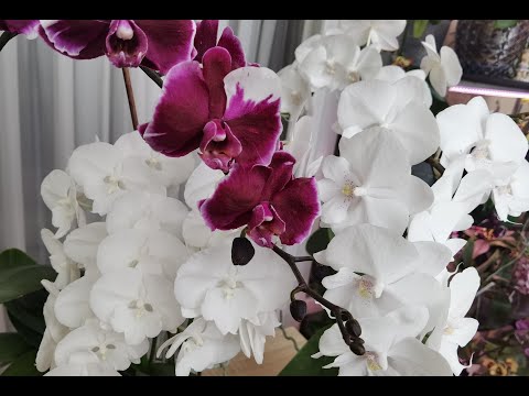 Видео: Буду запасаться впрок. Самое время. Шесть лет использования, РЕЗУЛЬТАТЫ НА МОИХ ОРХИДЕЯХ.