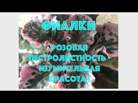 Видео: AFRICAN VIOLETS with pink variegation! ФИАЛКИ. Розовая пестролистность-изумительная красота!