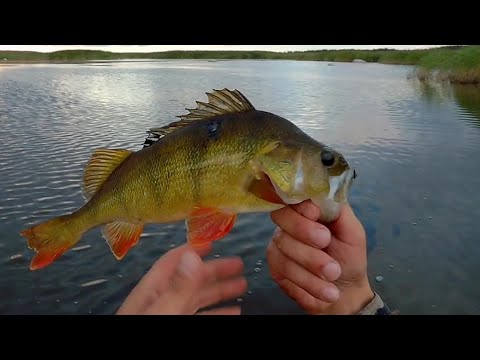 Видео: Ловля хищника / "Ультралайт" / "C&R" /  "Черные камни - засуха" Июль 2018 г.