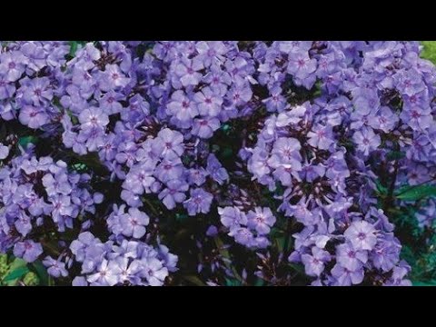 Видео: Новые сорта флоксов для моего сада. 