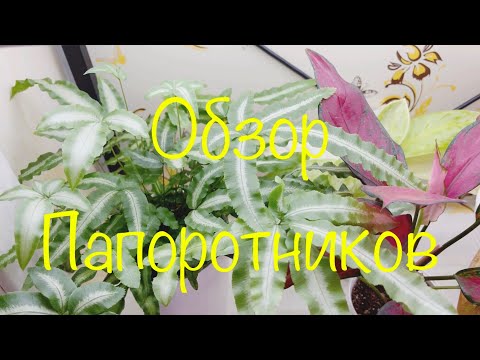 Видео: Обзор папоротников 2023