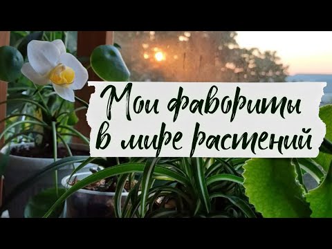 Видео: РАСТЕНИЯ ЛЮБИМЧИКИ😍🪴 Топ любимых, неприхотливых растений из моей коллекции🌿