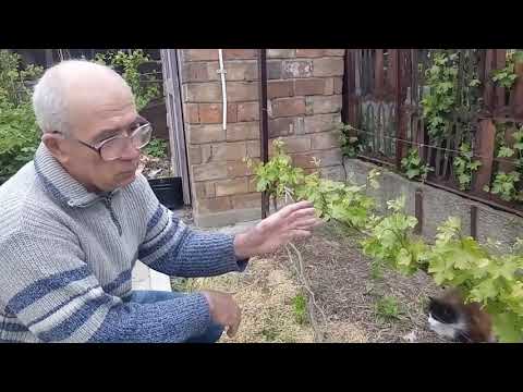 Видео: Молодые кусты винограда, весна третьего года жизни